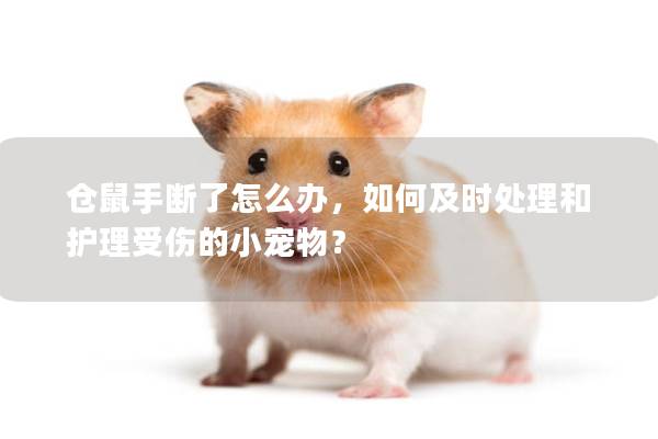 仓鼠手断了怎么办，如何及时处理和护理受伤的小宠物？