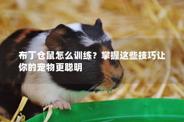 布丁仓鼠怎么训练？掌握这些技巧让你的宠物更聪明