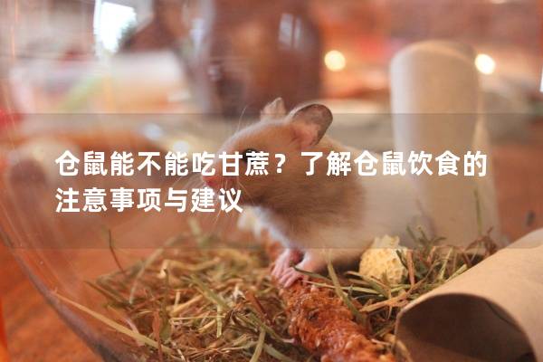 仓鼠能不能吃甘蔗？了解仓鼠饮食的注意事项与建议