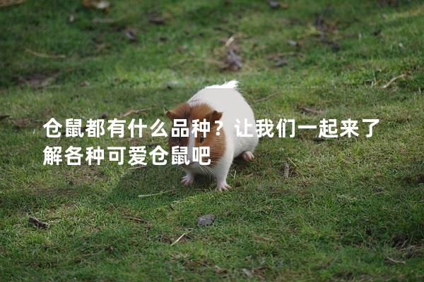 仓鼠都有什么品种？让我们一起来了解各种可爱仓鼠吧