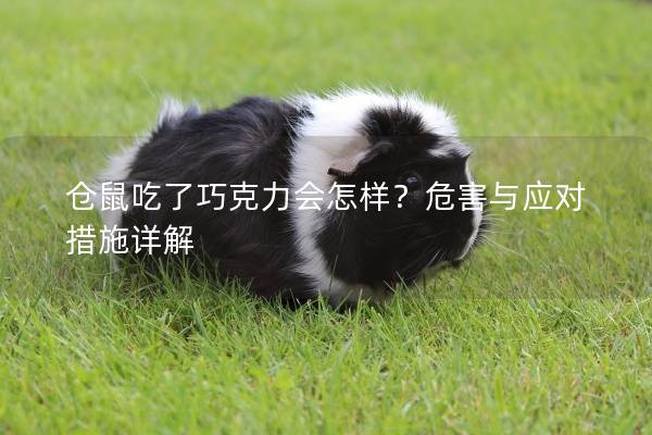 仓鼠吃了巧克力会怎样？危害与应对措施详解