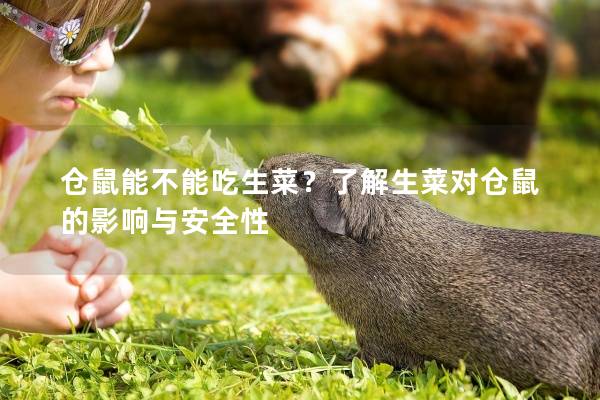仓鼠能不能吃生菜？了解生菜对仓鼠的影响与安全性