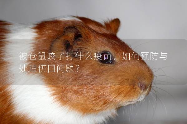 被仓鼠咬了打什么疫苗，如何预防与处理伤口问题？