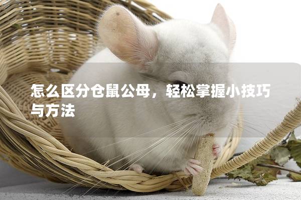怎么区分仓鼠公母，轻松掌握小技巧与方法