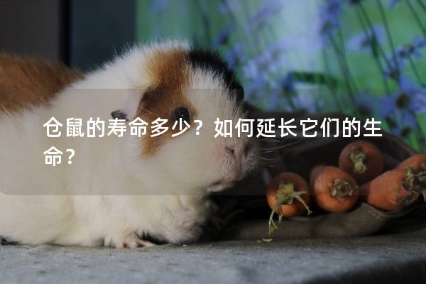 仓鼠的寿命多少？如何延长它们的生命？