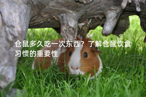 仓鼠多久吃一次东西？了解仓鼠饮食习惯的重要性