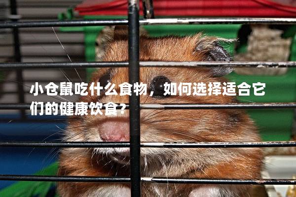小仓鼠吃什么食物，如何选择适合它们的健康饮食？