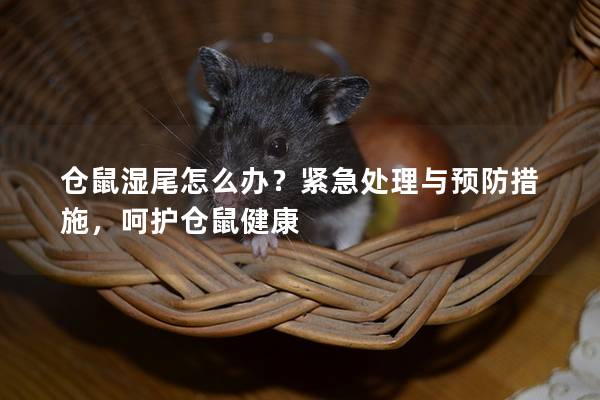 仓鼠湿尾怎么办？紧急处理与预防措施，呵护仓鼠健康