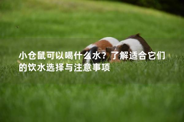 小仓鼠可以喝什么水？了解适合它们的饮水选择与注意事项