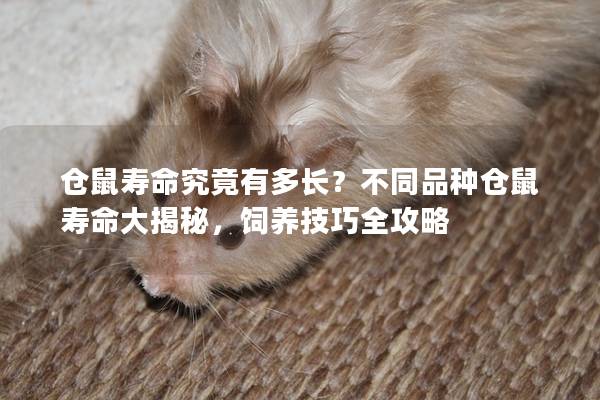 仓鼠寿命究竟有多长？不同品种仓鼠寿命大揭秘，饲养技巧全攻略