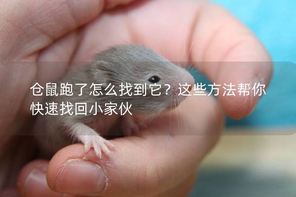 仓鼠跑了怎么找到它？这些方法帮你快速找回小家伙