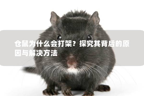 仓鼠为什么会打架？探究其背后的原因与解决方法