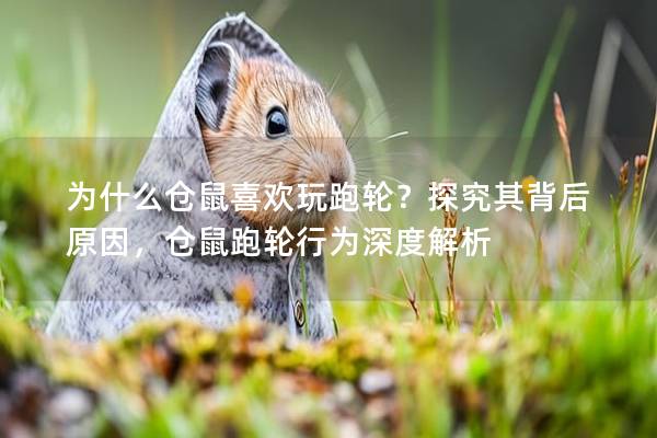 为什么仓鼠喜欢玩跑轮？探究其背后原因，仓鼠跑轮行为深度解析