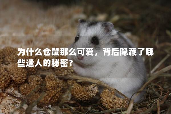 为什么仓鼠那么可爱，背后隐藏了哪些迷人的秘密？