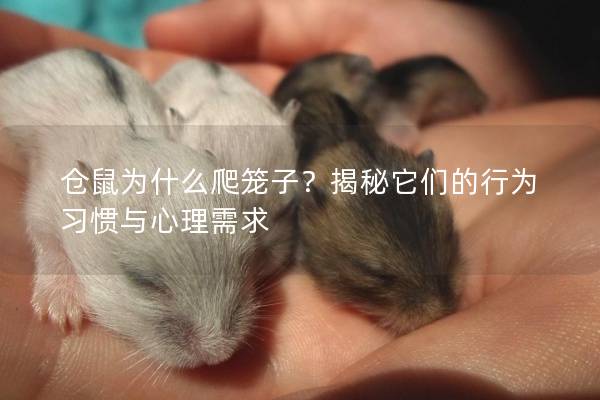 仓鼠为什么爬笼子？揭秘它们的行为习惯与心理需求