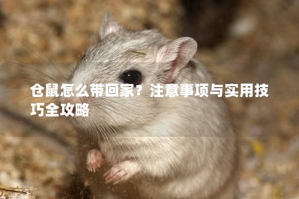 仓鼠怎么带回家？注意事项与实用技巧全攻略