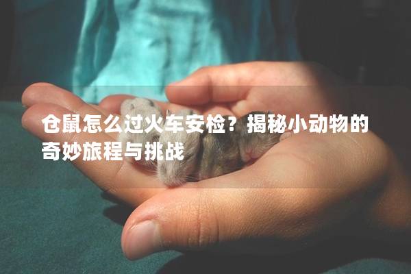 仓鼠怎么过火车安检？揭秘小动物的奇妙旅程与挑战