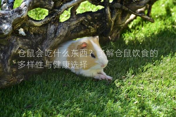 仓鼠会吃什么东西？了解仓鼠饮食的多样性与健康选择