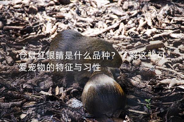 仓鼠红眼睛是什么品种？了解这些可爱宠物的特征与习性