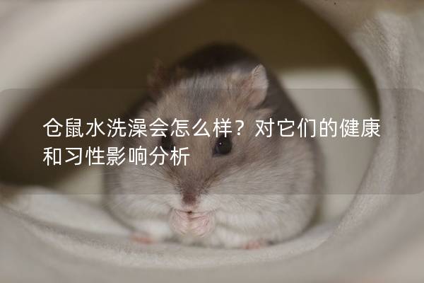 仓鼠水洗澡会怎么样？对它们的健康和习性影响分析