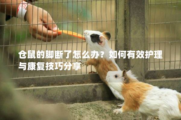 仓鼠的脚断了怎么办？如何有效护理与康复技巧分享