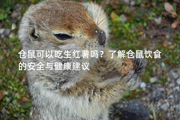 仓鼠可以吃生红薯吗？了解仓鼠饮食的安全与健康建议