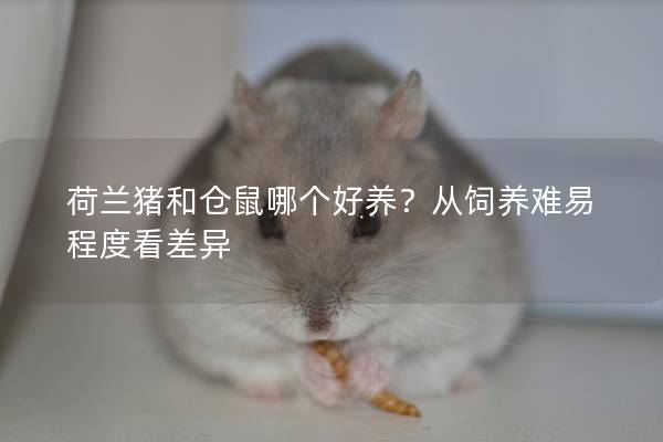 荷兰猪和仓鼠哪个好养？从饲养难易程度看差异