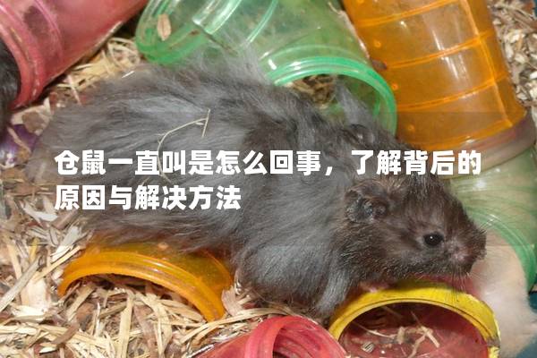 仓鼠一直叫是怎么回事，了解背后的原因与解决方法