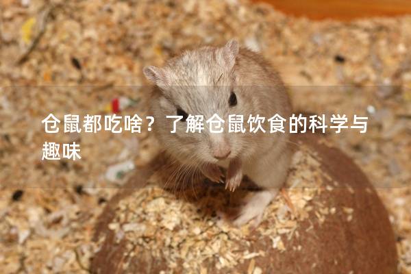 仓鼠都吃啥？了解仓鼠饮食的科学与趣味