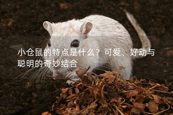 小仓鼠的特点是什么？可爱、好动与聪明的奇妙结合