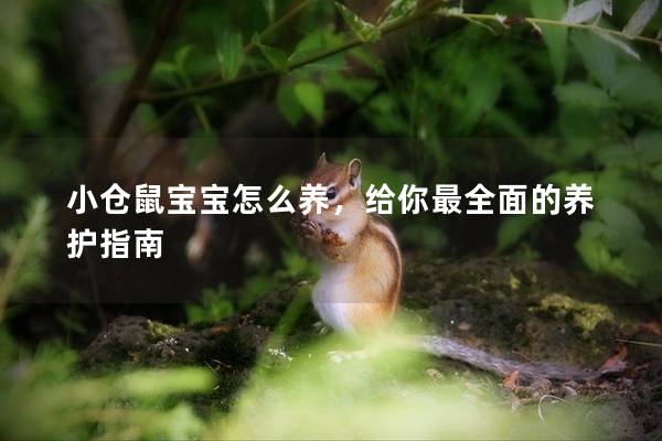小仓鼠宝宝怎么养，给你最全面的养护指南