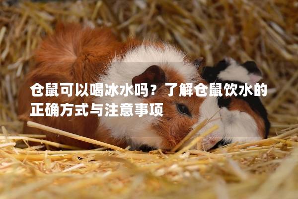 仓鼠可以喝冰水吗？了解仓鼠饮水的正确方式与注意事项