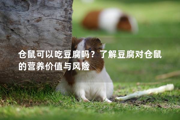 仓鼠可以吃豆腐吗？了解豆腐对仓鼠的营养价值与风险