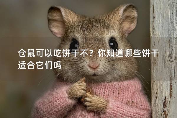 仓鼠可以吃饼干不？你知道哪些饼干适合它们吗