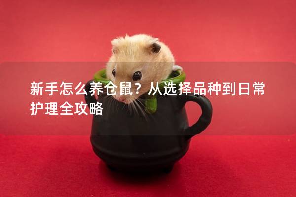 新手怎么养仓鼠？从选择品种到日常护理全攻略