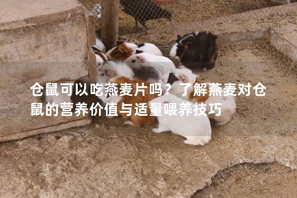 仓鼠可以吃燕麦片吗？了解燕麦对仓鼠的营养价值与适量喂养技巧