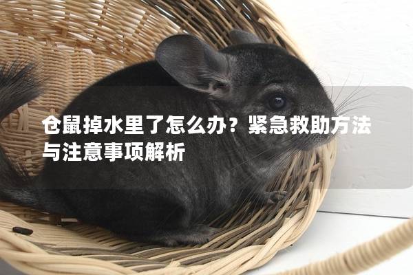 仓鼠掉水里了怎么办？紧急救助方法与注意事项解析