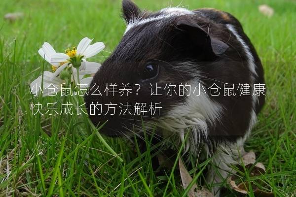 小仓鼠怎么样养？让你的小仓鼠健康快乐成长的方法解析
