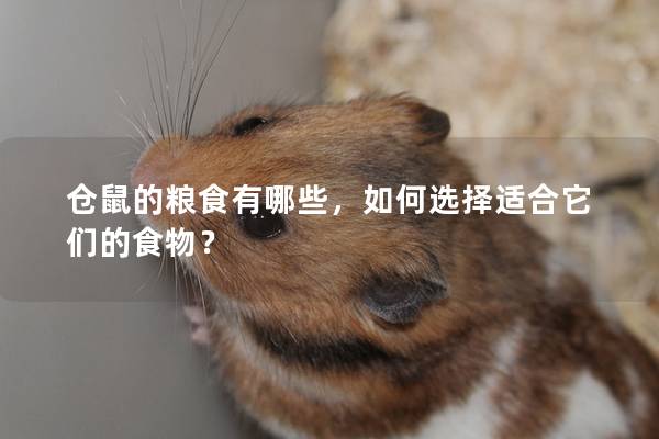 仓鼠的粮食有哪些，如何选择适合它们的食物？
