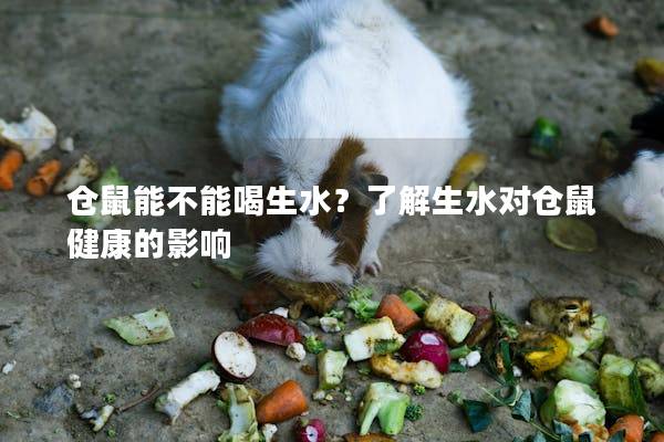 仓鼠能不能喝生水？了解生水对仓鼠健康的影响