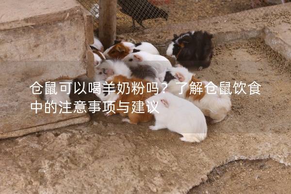 仓鼠可以喝羊奶粉吗？了解仓鼠饮食中的注意事项与建议