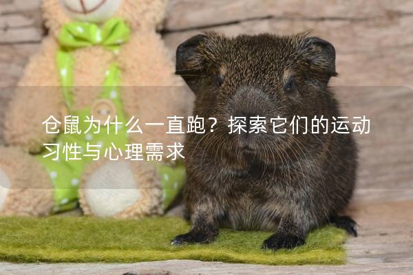 仓鼠为什么一直跑？探索它们的运动习性与心理需求