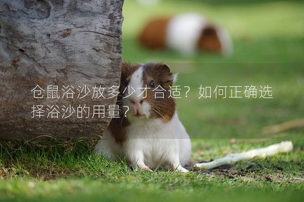 仓鼠浴沙放多少才合适？如何正确选择浴沙的用量？