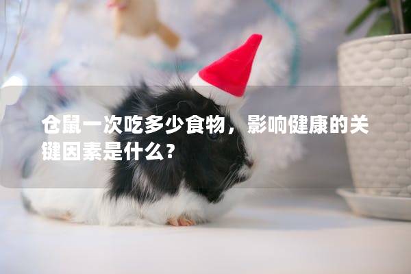 仓鼠一次吃多少食物，影响健康的关键因素是什么？