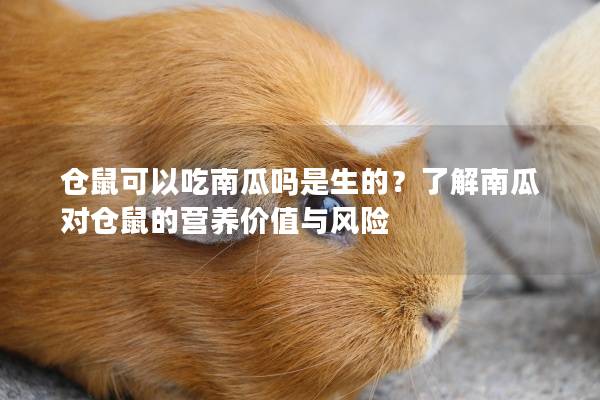 仓鼠可以吃南瓜吗是生的？了解南瓜对仓鼠的营养价值与风险