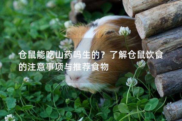 仓鼠能吃山药吗生的？了解仓鼠饮食的注意事项与推荐食物
