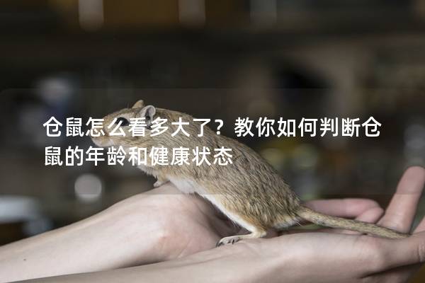 仓鼠怎么看多大了？教你如何判断仓鼠的年龄和健康状态