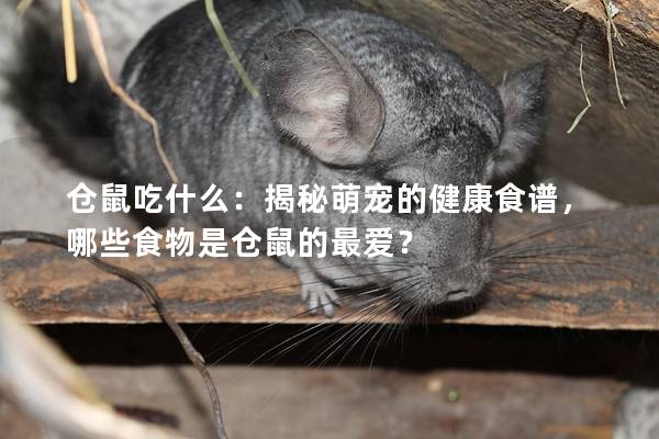 仓鼠吃什么：揭秘萌宠的健康食谱，哪些食物是仓鼠的最爱？