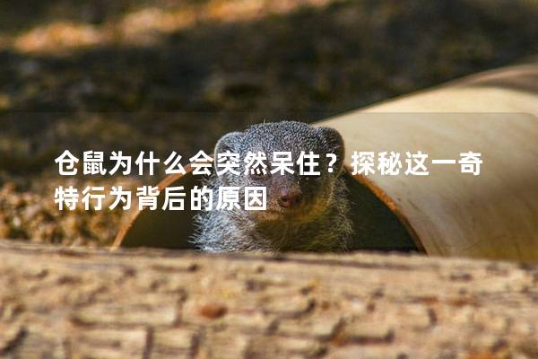 仓鼠为什么会突然呆住？探秘这一奇特行为背后的原因