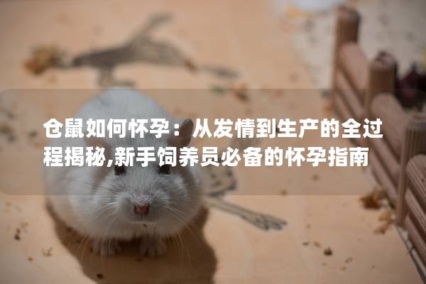 仓鼠如何怀孕：从发情到生产的全过程揭秘,新手饲养员必备的怀孕指南
